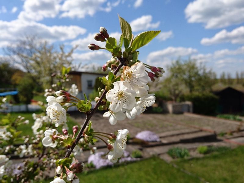 Na zdjęciu Rodzinny Ogród Działkowy, na pierwszym planie gałązki kwitnącej jabłoni